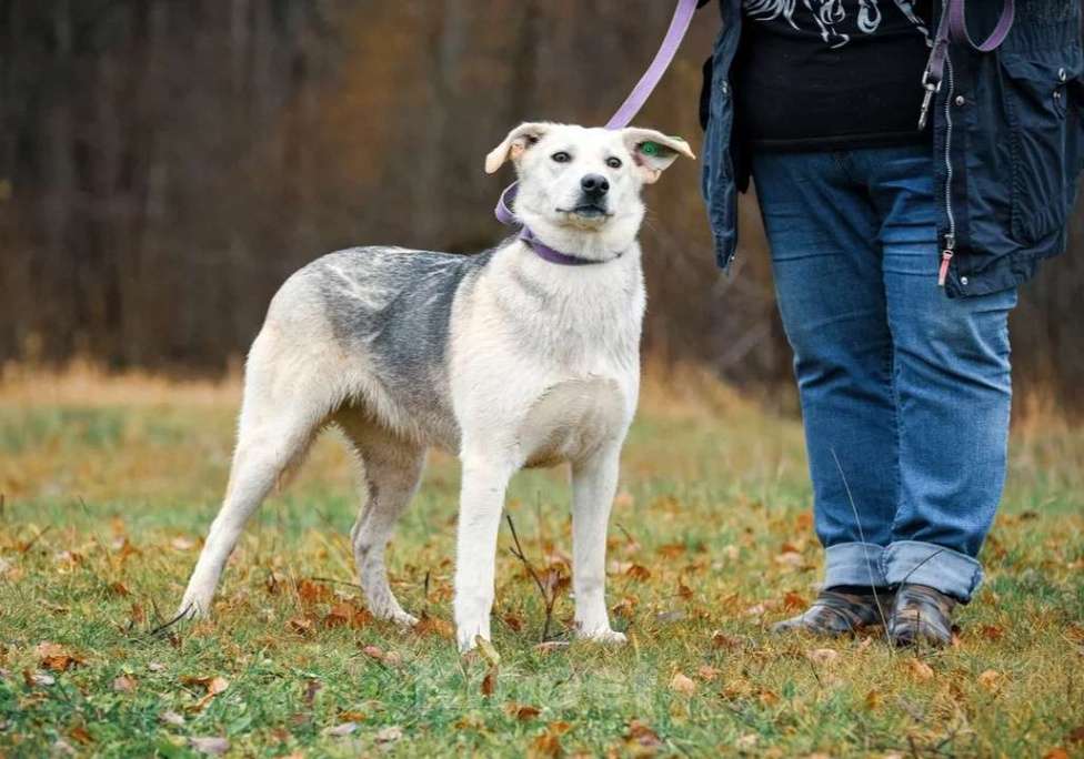 Собаки в Москве: Лана, 2 года, в добрые руки Девочка, Бесплатно - фото 6