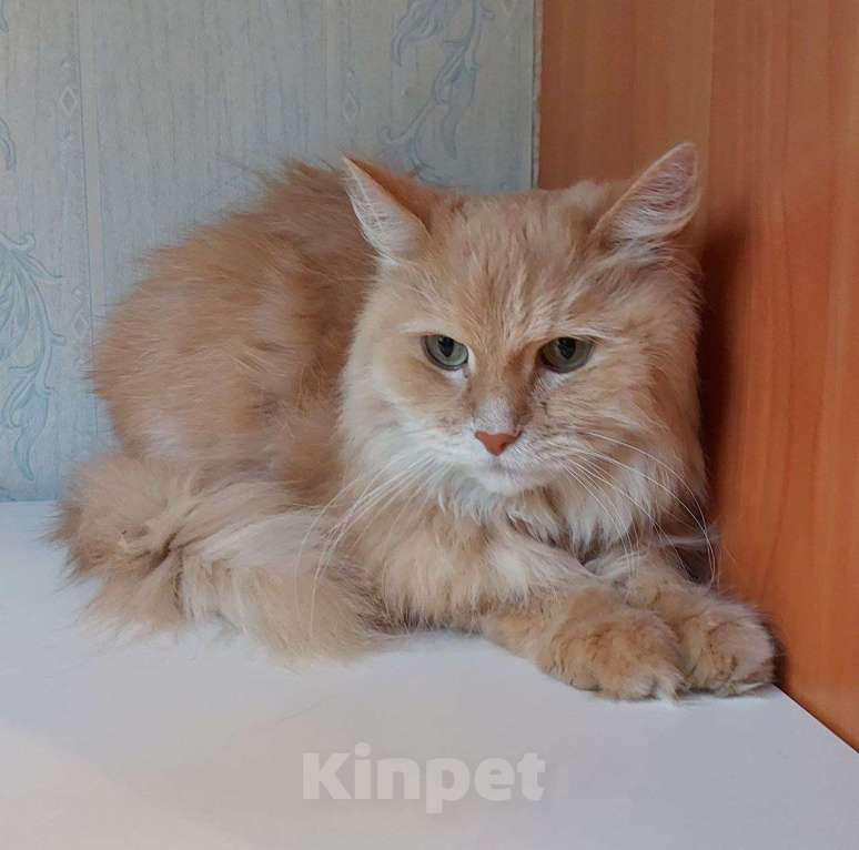 Кошки в Долгопрудном: Сиротинушка Тимка ждёт свою семью Мальчик, Бесплатно - фото 4