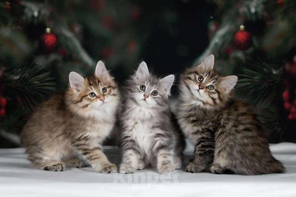 Кошки в Дедовске: Мальчик и две девочки Девочка, 55 000 руб. - фото 2