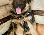 Собаки в Заволжье: Щенки немецкой овчарки с документами Девочка, 50 000 руб. - фото 3