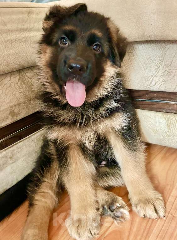 Собаки в Заволжье: Щенки немецкой овчарки с документами Девочка, 50 000 руб. - фото 3