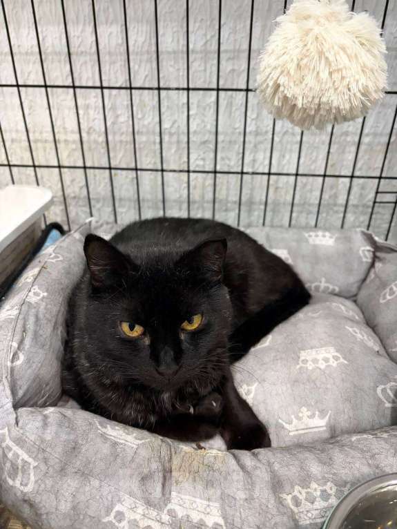 Кошки в Мурином: Леди ищет свой дом! Девочка, Бесплатно - фото 1