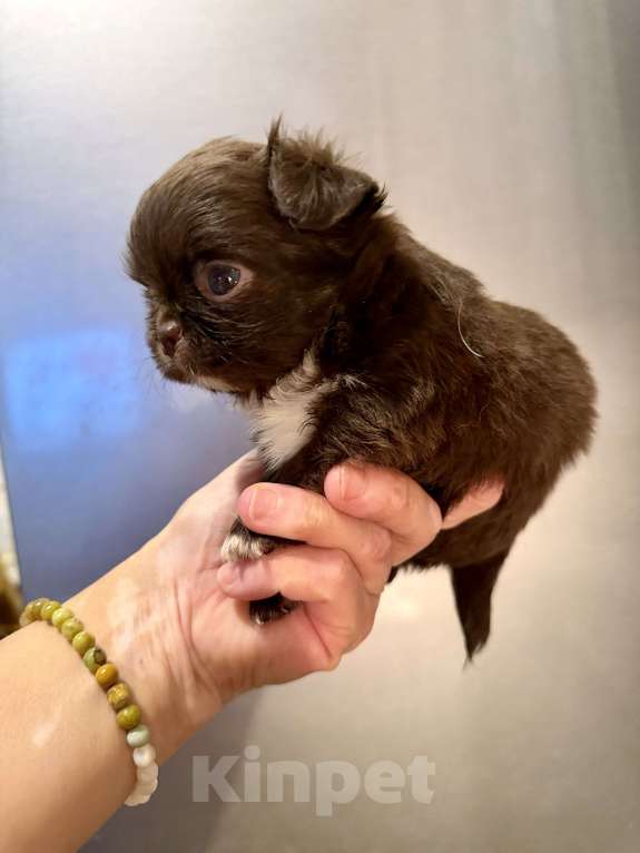 Собаки в Ростове-на-Дону: Мальчик чихуахуа Мальчик, 35 000 руб. - фото 7