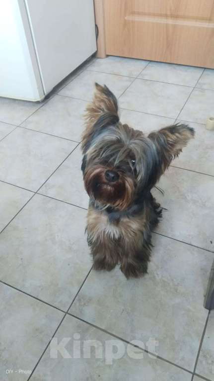 Собаки в Москве: Йоркширский терьер Мальчик, 15 000 руб. - фото 2