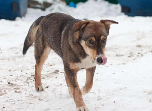 Собаки в Москве:  Собачка добрые и любящие руки . Мальчик, Бесплатно - фото 2