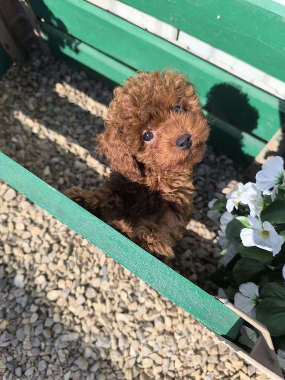 Собаки в Москве: Щенок той пуделя ( Тедди мини) Мальчик, 80 000 руб. - фото 3