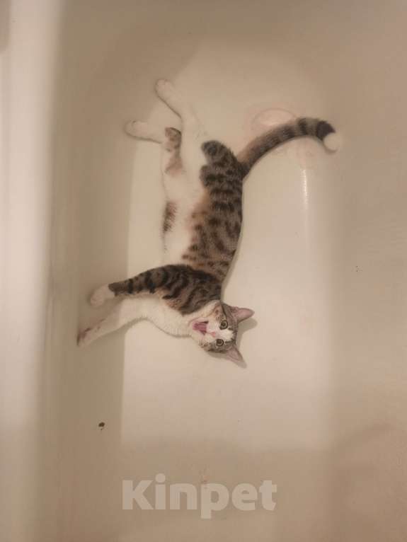 Кошки в Тамбове: Потерялся кот Мальчик, 3 000 руб. - фото 3