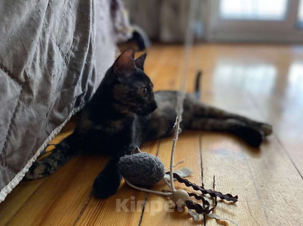 Кошки в Санкт-Петербурге: Красавица-гречанка Искра ищет добрые руки Девочка, 1 руб. - фото 2