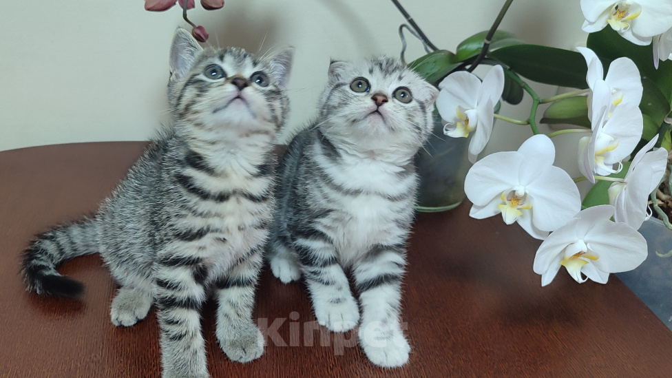 Кошки в Нижнем Новгороде: Продю породистого шотландского прямоухого котика Мальчик, 10 000 руб. - фото 3