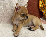 Собаки в Уфе: Чихуахуа щенки Мальчик, 35 000 руб. - фото 2