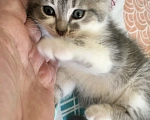 Кошки в Пензе: Ищем дом Мальчик, Бесплатно - фото 2