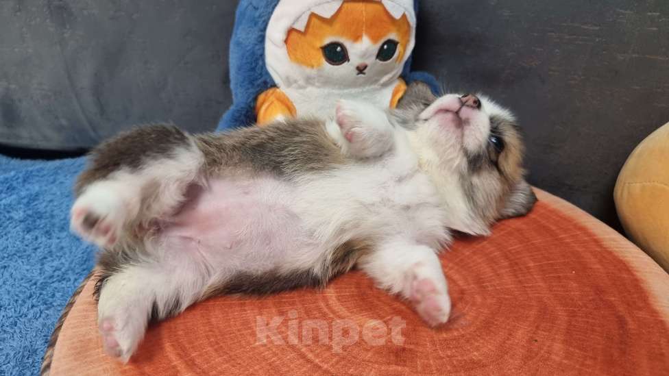 Собаки в Москве: Элитный щенок Девочка, 75 000 руб. - фото 2