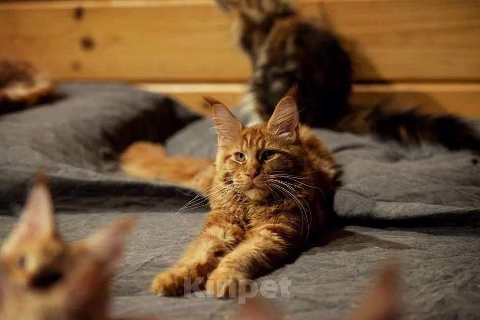 Кошки в Москве: Мейн-кун котенок красный солид Мальчик, 80 000 руб. - фото 2