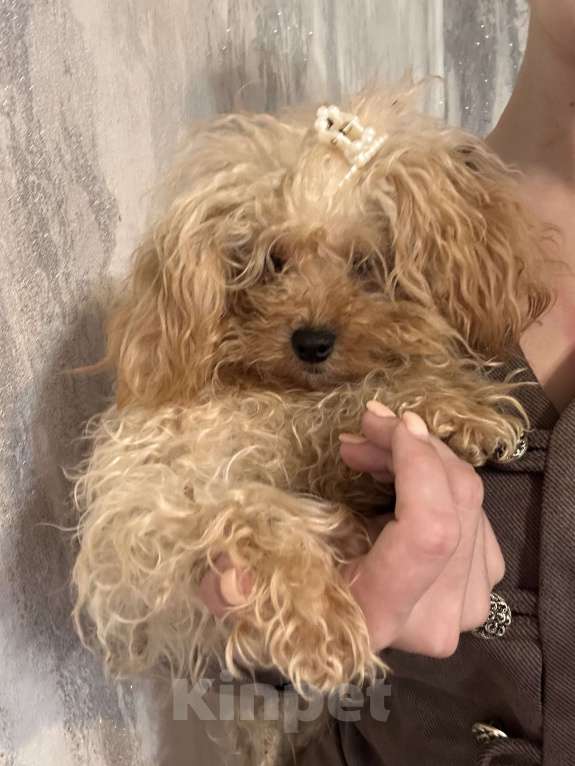 Собаки в Москве: Микро взрослая Девочка, 300 000 руб. - фото 3