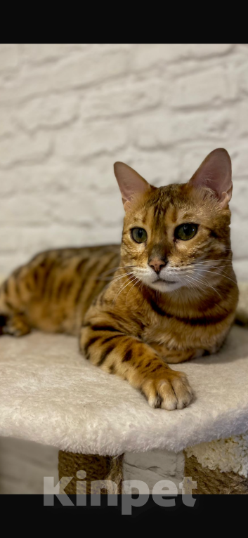 Кошки в Москве: Бенгал в добрые руки  Мальчик, Бесплатно - фото 2