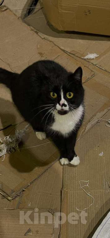 Кошки в Екатеринбурге: Приютить кошечку  Девочка, Бесплатно - фото 1