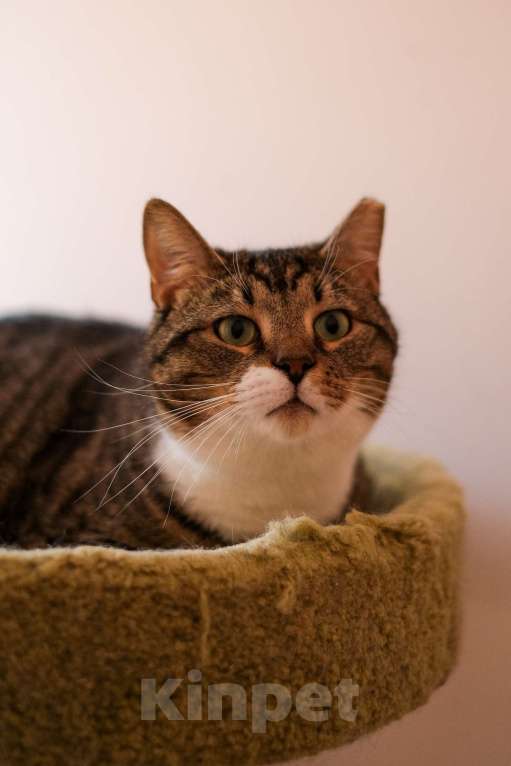 Кошки в Санкт-Петербурге: Проша из приюта в добрые руки Мальчик, Бесплатно - фото 5