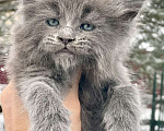 Кошки в Санкт-Петербурге: Мейн Кун котёнок  Мальчик, 60 000 руб. - фото 1