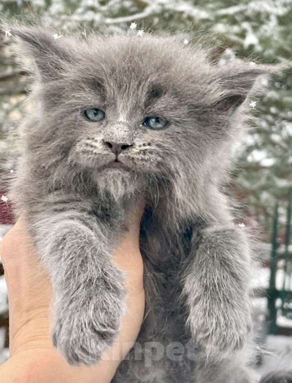 Кошки в Санкт-Петербурге: Мейн Кун котёнок  Мальчик, 60 000 руб. - фото 1