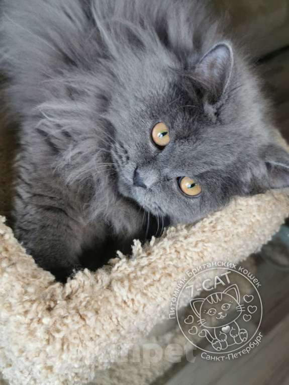 Кошки в Санкт-Петербурге: Британский длинношерстный котик 1 годик. Мальчик, 10 000 руб. - фото 4