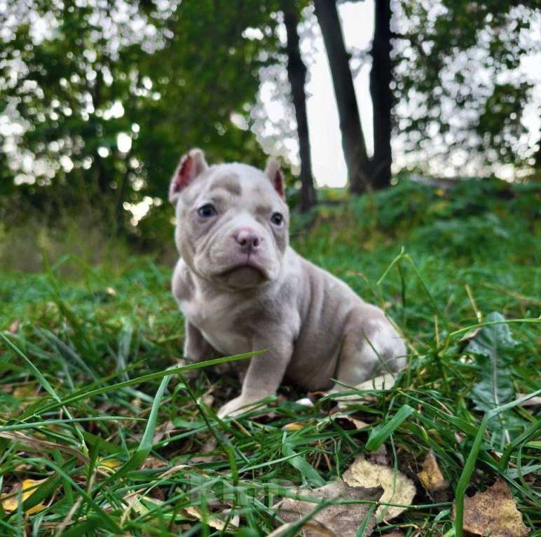 Собаки в Жуковском: Американский булли щенки покет Девочка, 120 000 руб. - фото 4