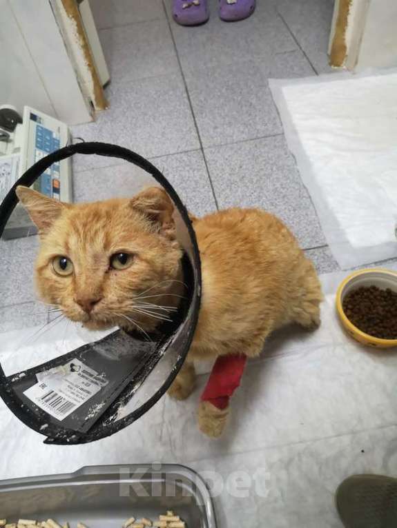 Кошки в Москве: Самый несчастный и самый ласковый кот Билли Уизли ищет дом Мальчик, 1 руб. - фото 3