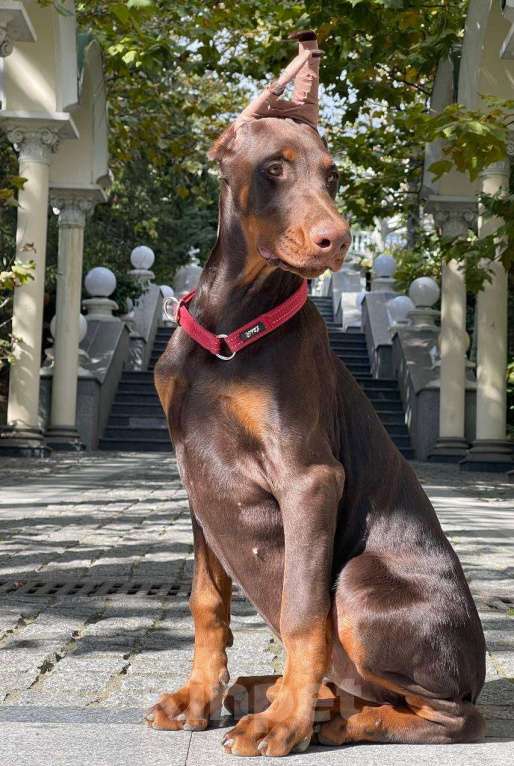 Собаки в других городах Московской области: Щенок добермана Девочка, 100 000 руб. - фото 2