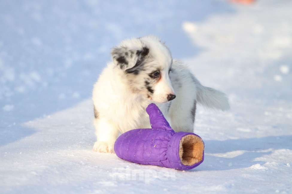 Собаки в Москве: Вельш корги кардиган-девочка Девочка, 60 000 руб. - фото 8