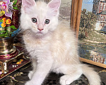 Кошки в Петергофе: Мальчик очень нежного окраса Мальчик, 45 000 руб. - фото 4