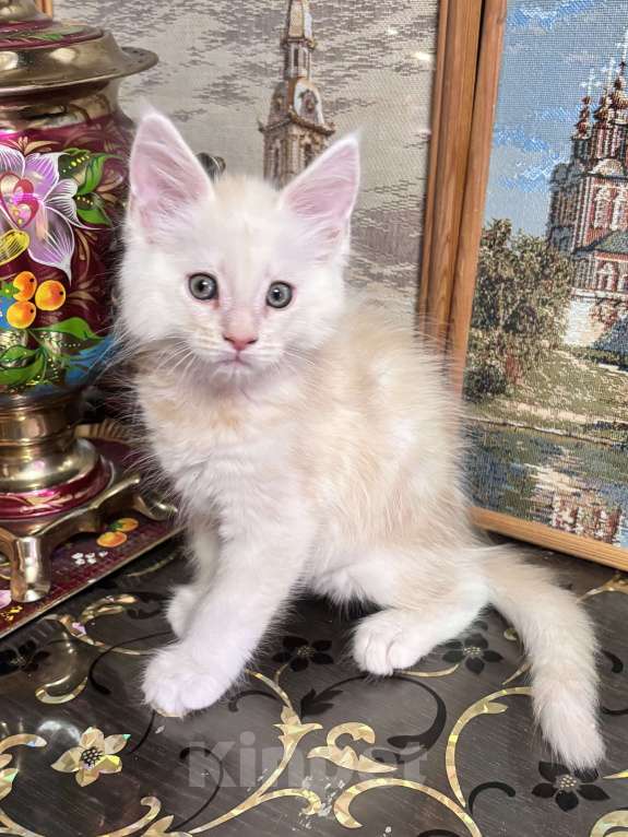 Кошки в Петергофе: Мальчик очень нежного окраса Мальчик, 45 000 руб. - фото 4