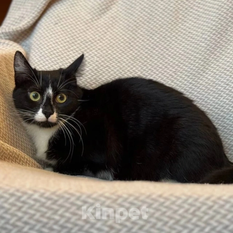 Кошки в Москве: Маркизу чудом спасли от живодеров, теперь ей нужен дом Девочка, Бесплатно - фото 5