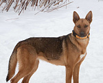 Собаки в Москве: Яркая рыжая лисичка Рани, 11 месяцев Девочка, Бесплатно - фото 8