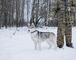 Собаки в Москве: Хаски в добрые руки Девочка, Бесплатно - фото 5