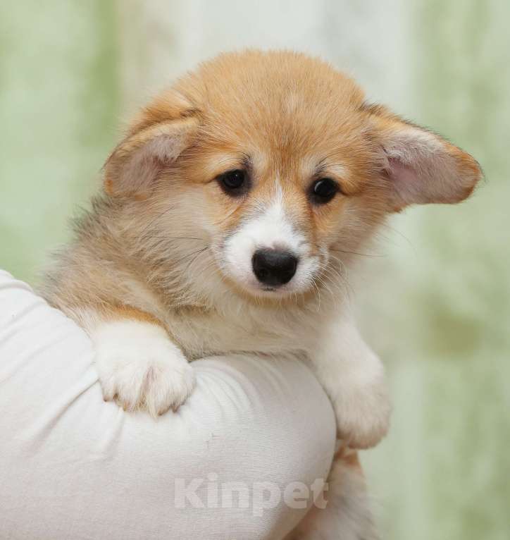 Собаки в Москве: Очень перспективная девочка вельш корги пемброк Девочка, 90 000 руб. - фото 5