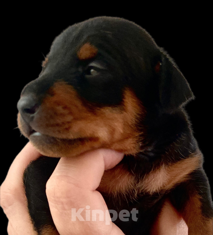 Собаки в Чехове: Великолепные щенки цверг пинчера, мини добермана Мальчик, 40 000 руб. - фото 6