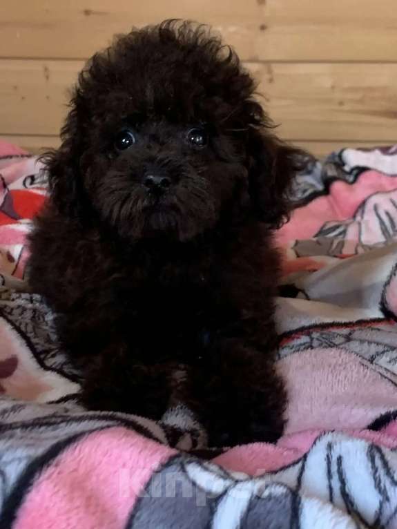 Собаки в Темрюке: Девочки и мальчики Девочка, 30 000 руб. - фото 2