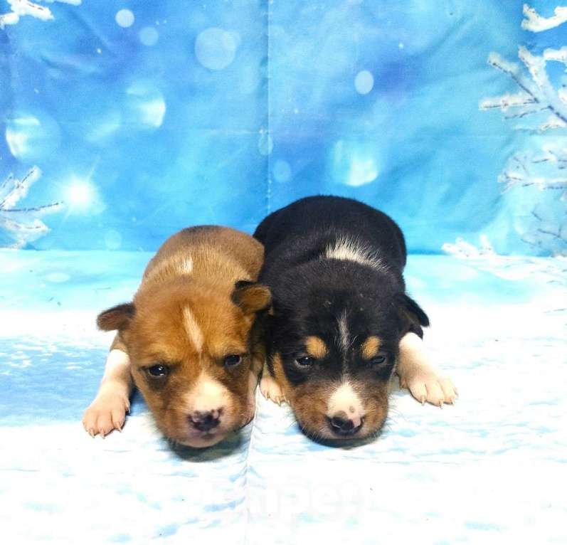 Собаки в Красноармейске: Щенки басенджи ,резервирование Мальчик, 45 000 руб. - фото 3