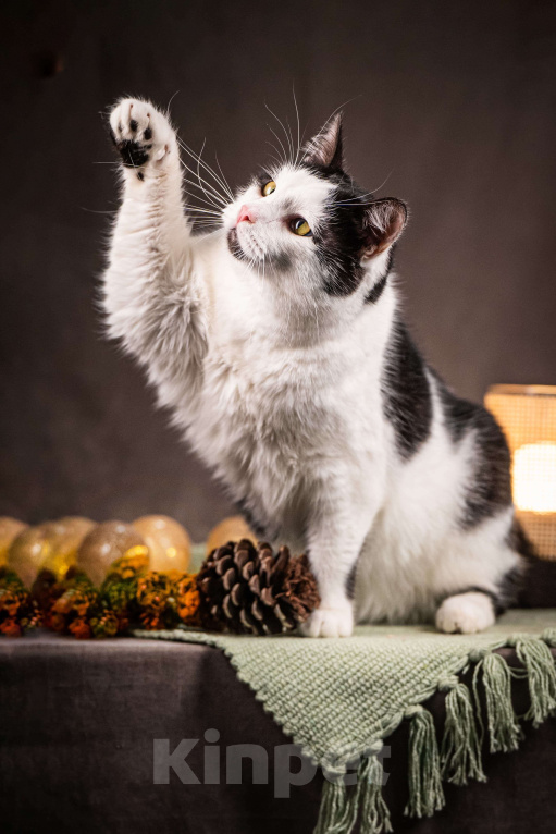 Кошки в Клине: Фунтик — котик с мягким характером Мальчик, Бесплатно - фото 4