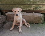 Собаки в Калуге: Метис Амурчик в добрые ручки❤️❤️❤️ Мальчик, Бесплатно - фото 4