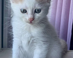 Кошки в Анапе: Продам котенка породы Турецкий Ван Девочка, 15 000 руб. - фото 1