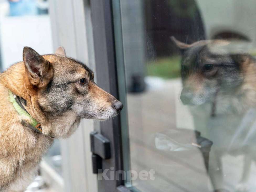 Собаки в Москве: Мудрая малышка Батоша ищет дом. Девочка, Бесплатно - фото 4