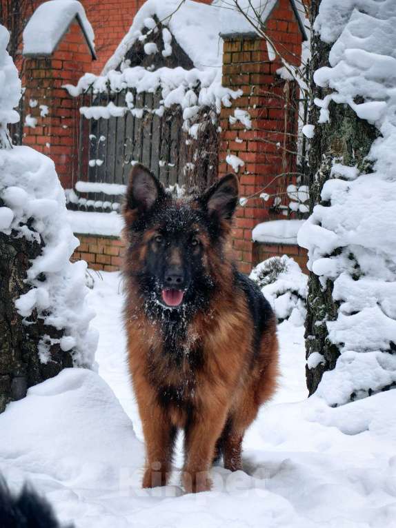 Собаки в Москве: Элитные щенки немецкой овчарки длиношерстные Девочка, 150 000 руб. - фото 1