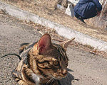 Кошки в Бийске: Вязка, 1 000 руб. - фото 4