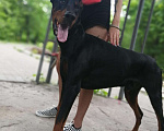 Собаки в Хабаровске: Вязка , 1 руб. - фото 4