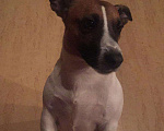 Собаки в Раменском: Вязка Джек Рассел, 2 000 руб. - фото 1