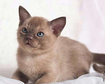 Кошки в Ливны: котята породы Европейская Бурма, 30 000 руб. - фото 1