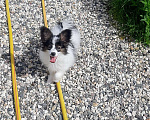 Собаки в Ярославле: Щенки папийона Мальчик, 35 руб. - фото 1