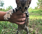 Кошки в Барнауле: Котята бенгалы Девочка, 15 000 руб. - фото 7