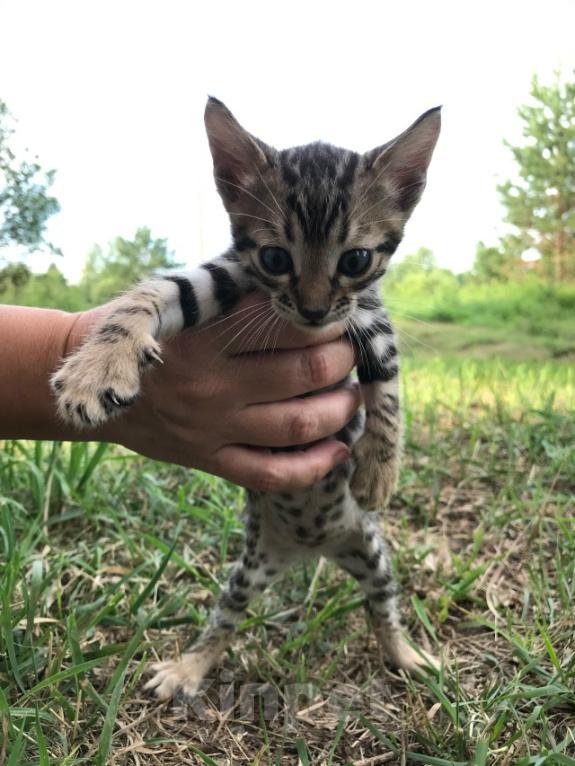 Кошки в Барнауле: Котята бенгалы Девочка, 15 000 руб. - фото 7