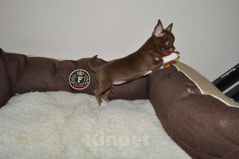 Собаки в Москве: Породная шоколадная девочка,РКФ Девочка, 60 000 руб. - фото 3